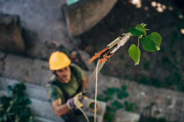 Tree and Shrub Care in Piketon, OH